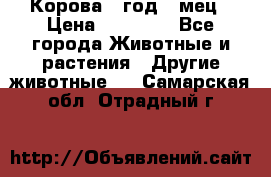 Корова 1 год 4 мец › Цена ­ 27 000 - Все города Животные и растения » Другие животные   . Самарская обл.,Отрадный г.